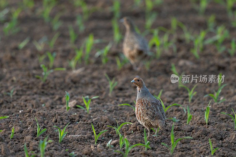 一对灰鹧鸪(Perdix Perdix)